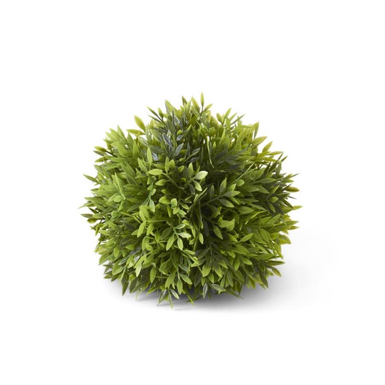 6 Inch Podocarpus Ball