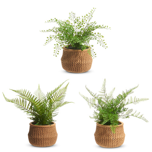 Potted Fern