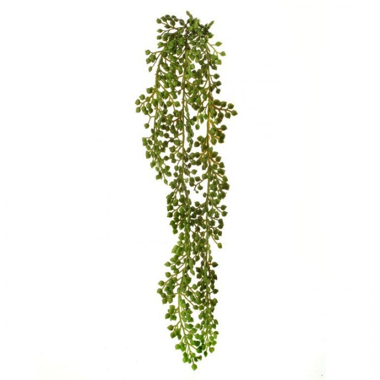 succulent berry Hanging Succulent Berry