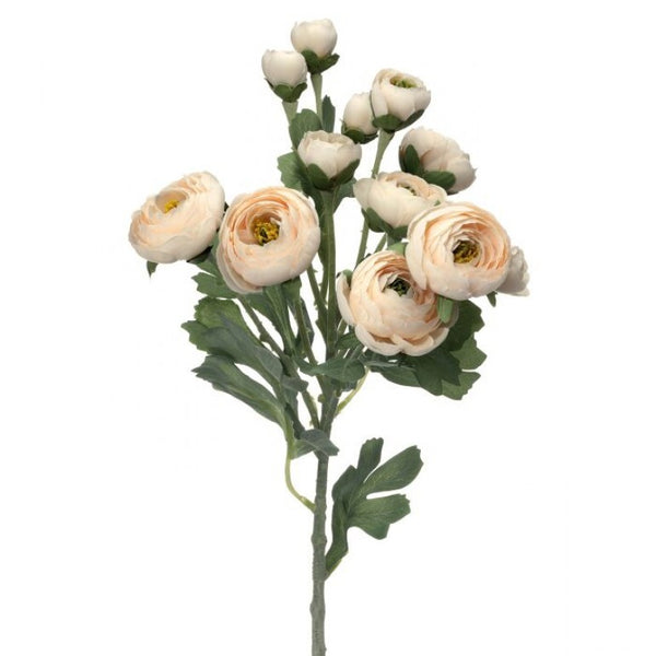 Blush Ranaculus