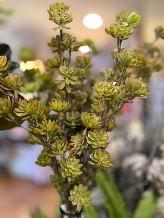 Succulent spike spray