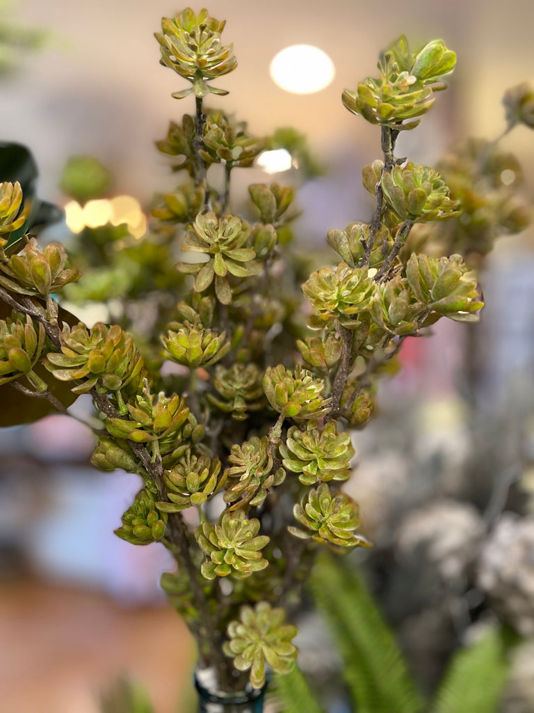 spray for succulents Succulent spike spray – Farmhouse Market TX
